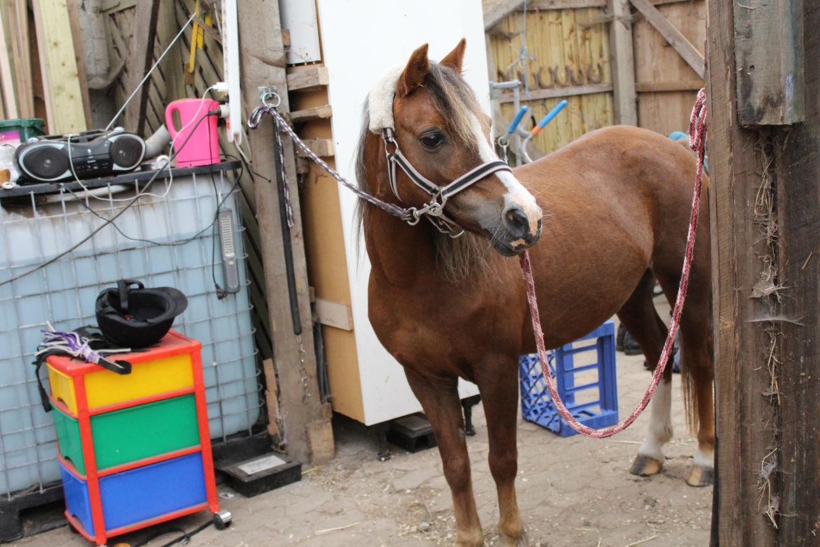 Welsh Mountain (sec A) Stendyssens Suprise Susapi billede 5