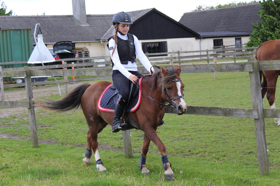 Welsh Mountain (sec A) Stendyssens Suprise Susapi billede 3