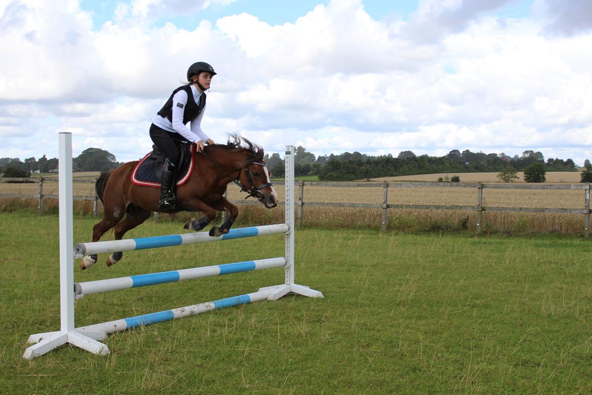 Welsh Mountain (sec A) Stendyssens Suprise Susapi billede 6