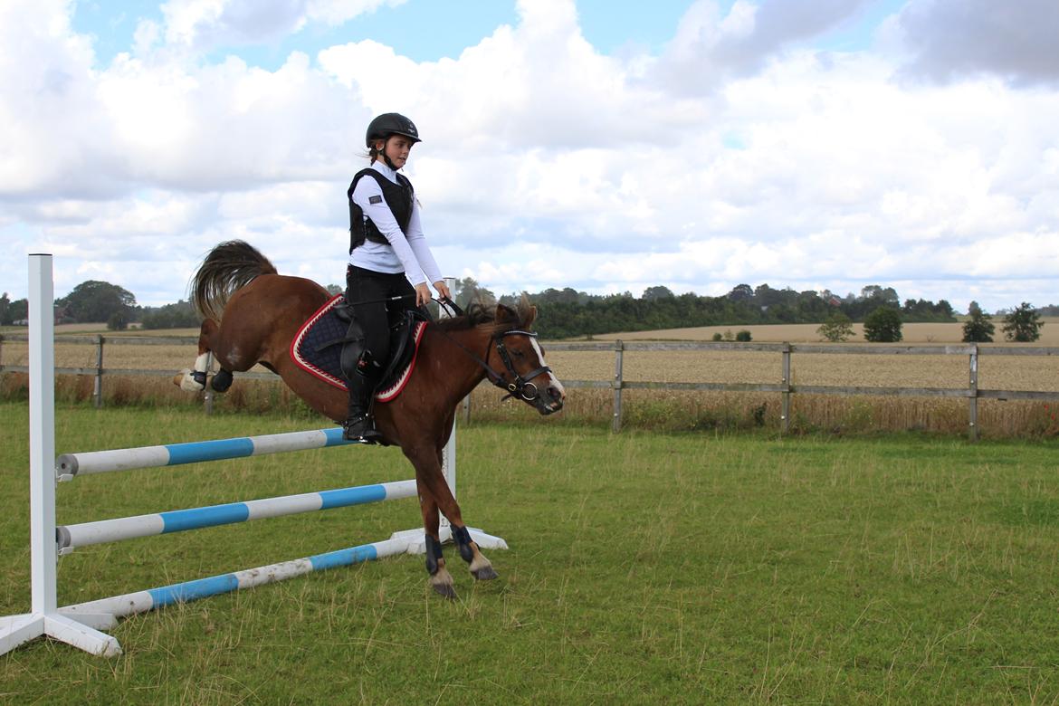 Welsh Mountain (sec A) Stendyssens Suprise Susapi billede 1