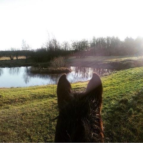 Anden særlig race Solbakkens Lukas billede 18