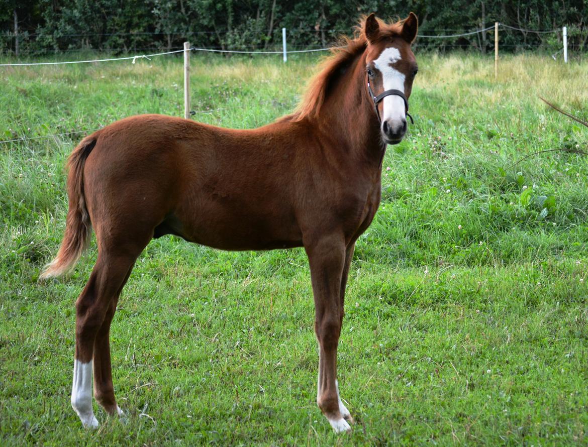 DSP Lykkebo Césanne billede 26