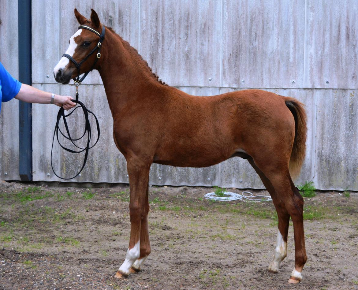 DSP Lykkebo Césanne billede 27