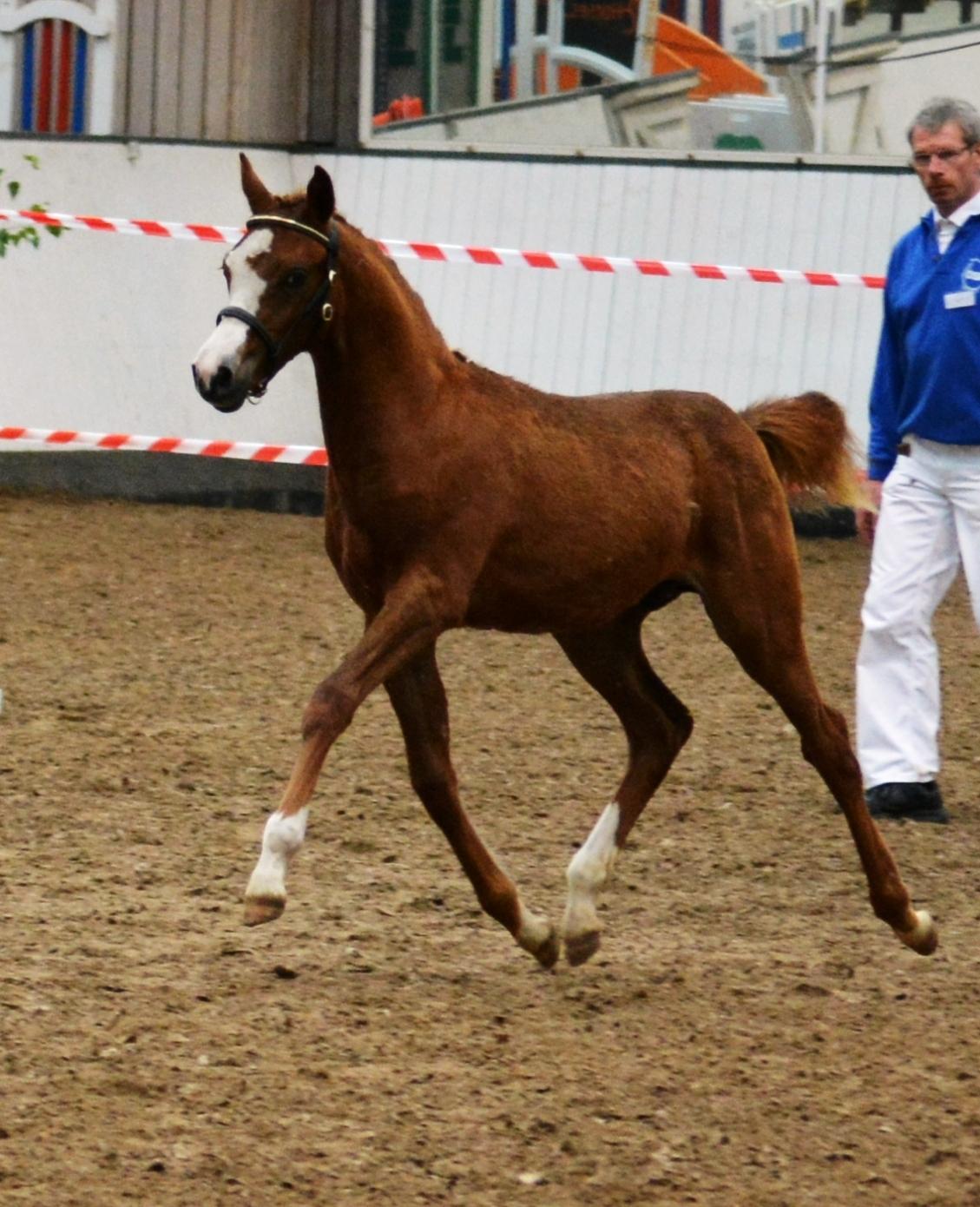 DSP Lykkebo Césanne billede 30