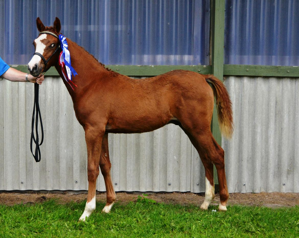 DSP Lykkebo Césanne billede 28