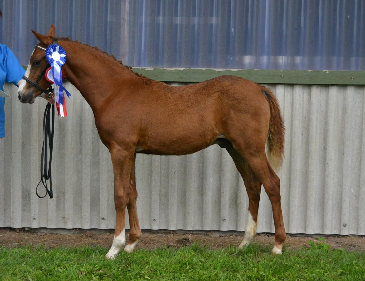 DSP Lykkebo Césanne billede 29