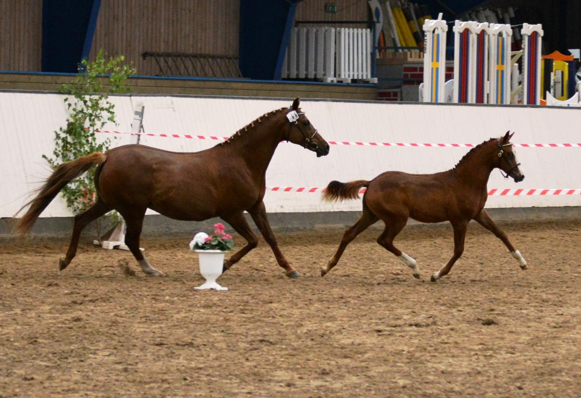 DSP Lykkebo Césanne billede 31