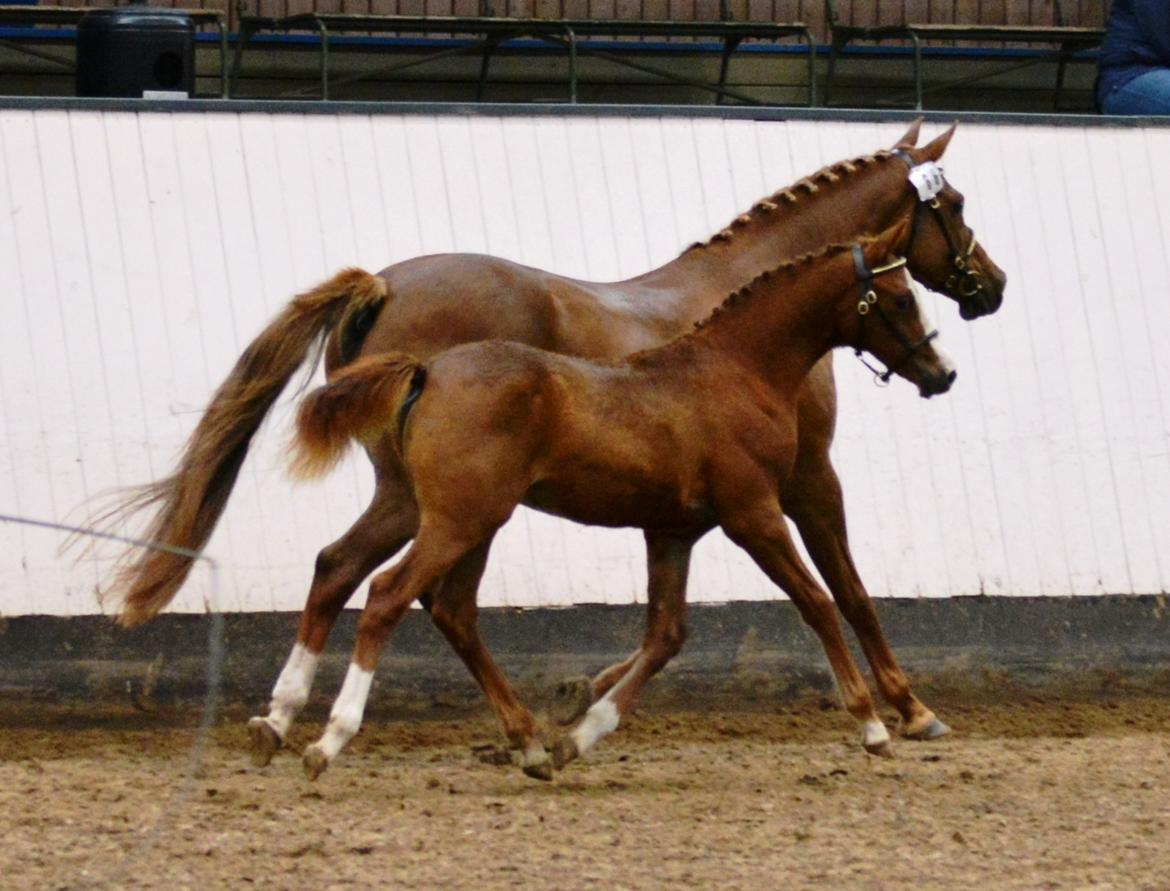 DSP Lykkebo Césanne billede 33