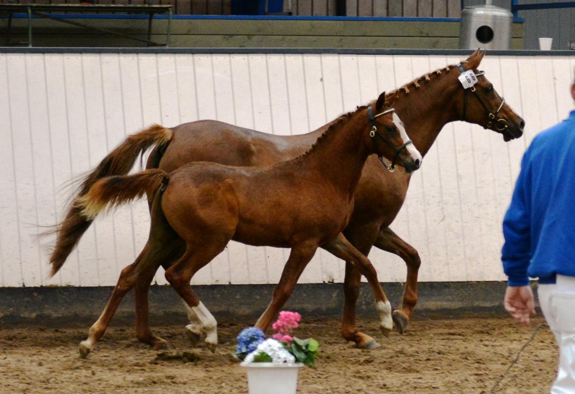 DSP Lykkebo Césanne billede 32