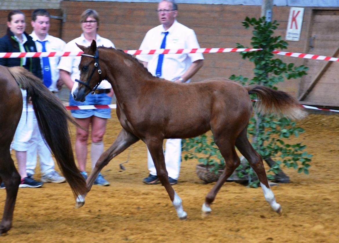 DSP Lykkebo Césanne billede 34