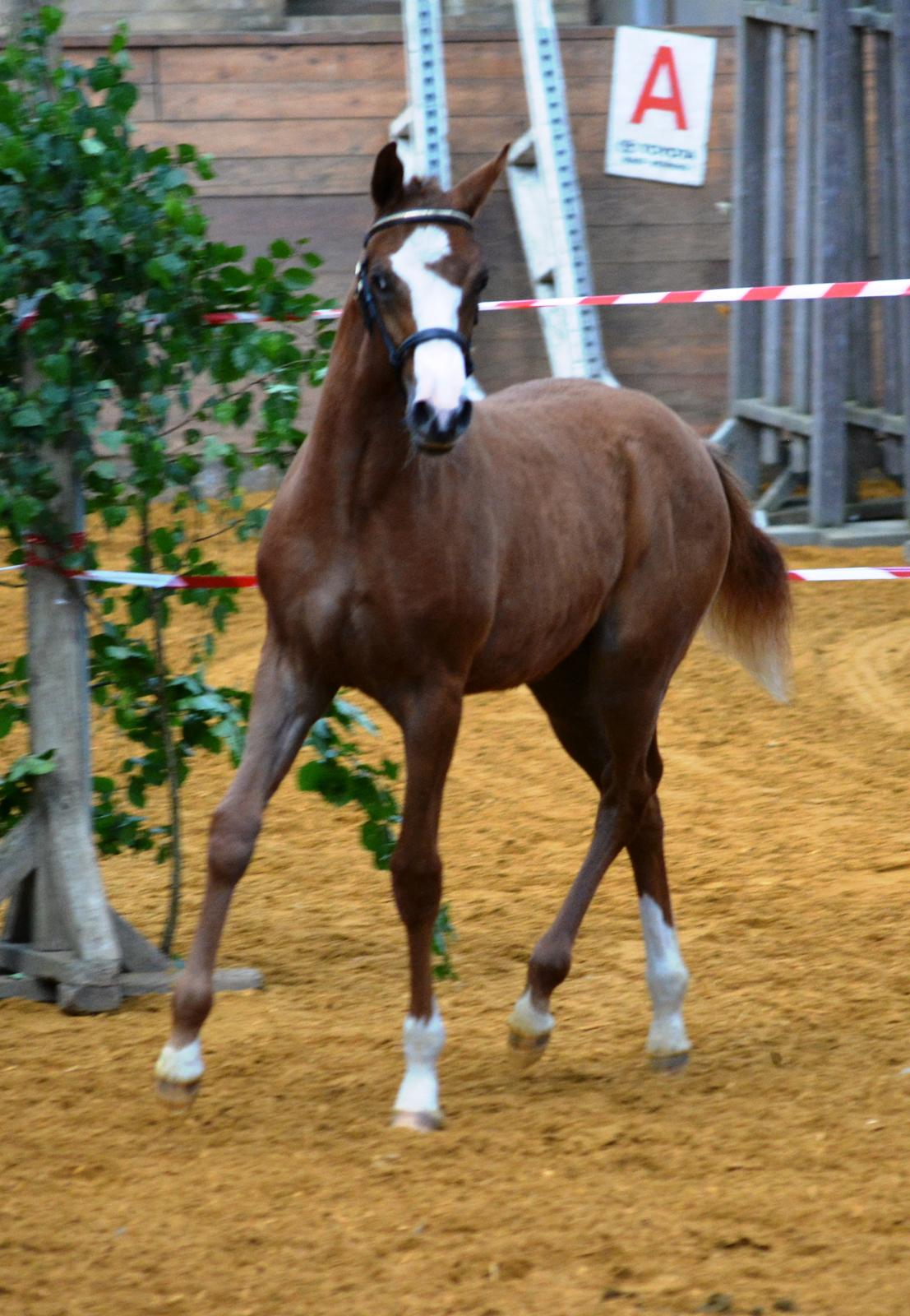 DSP Lykkebo Césanne billede 35