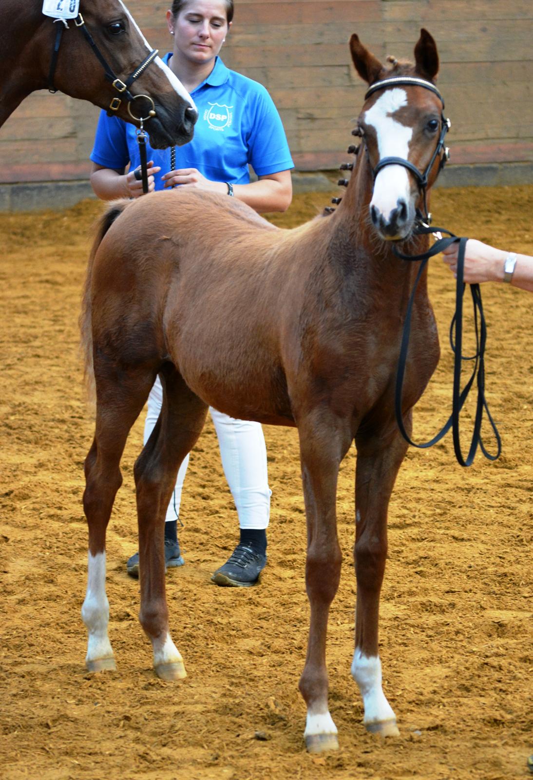 DSP Lykkebo Césanne billede 36