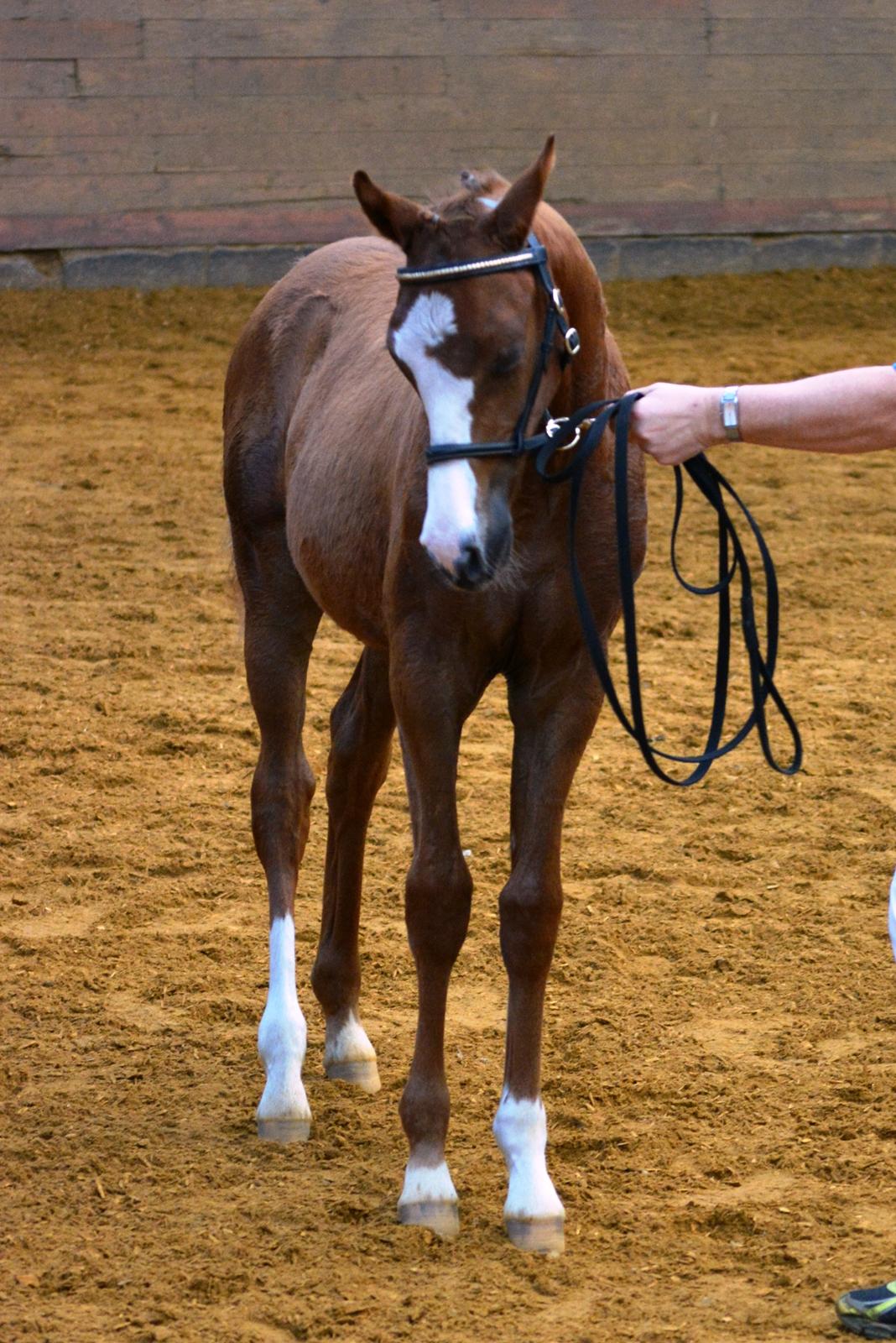 DSP Lykkebo Césanne billede 39