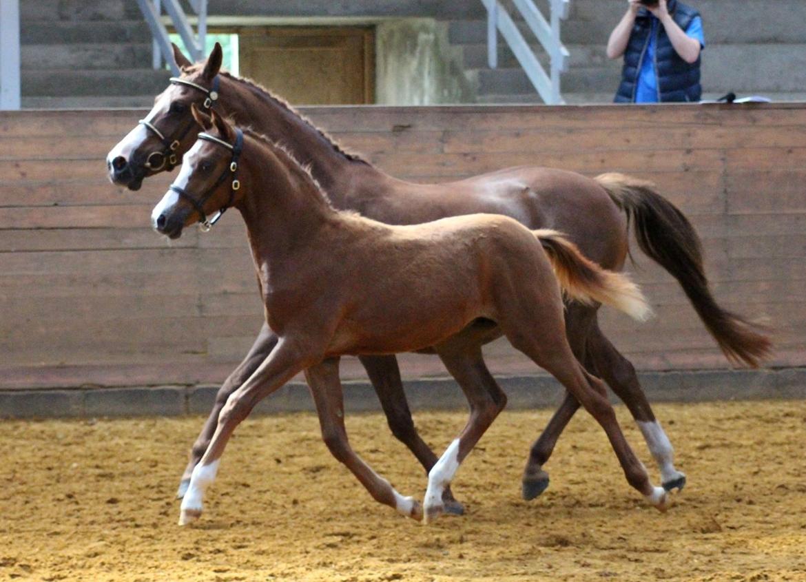 DSP Lykkebo Césanne billede 37