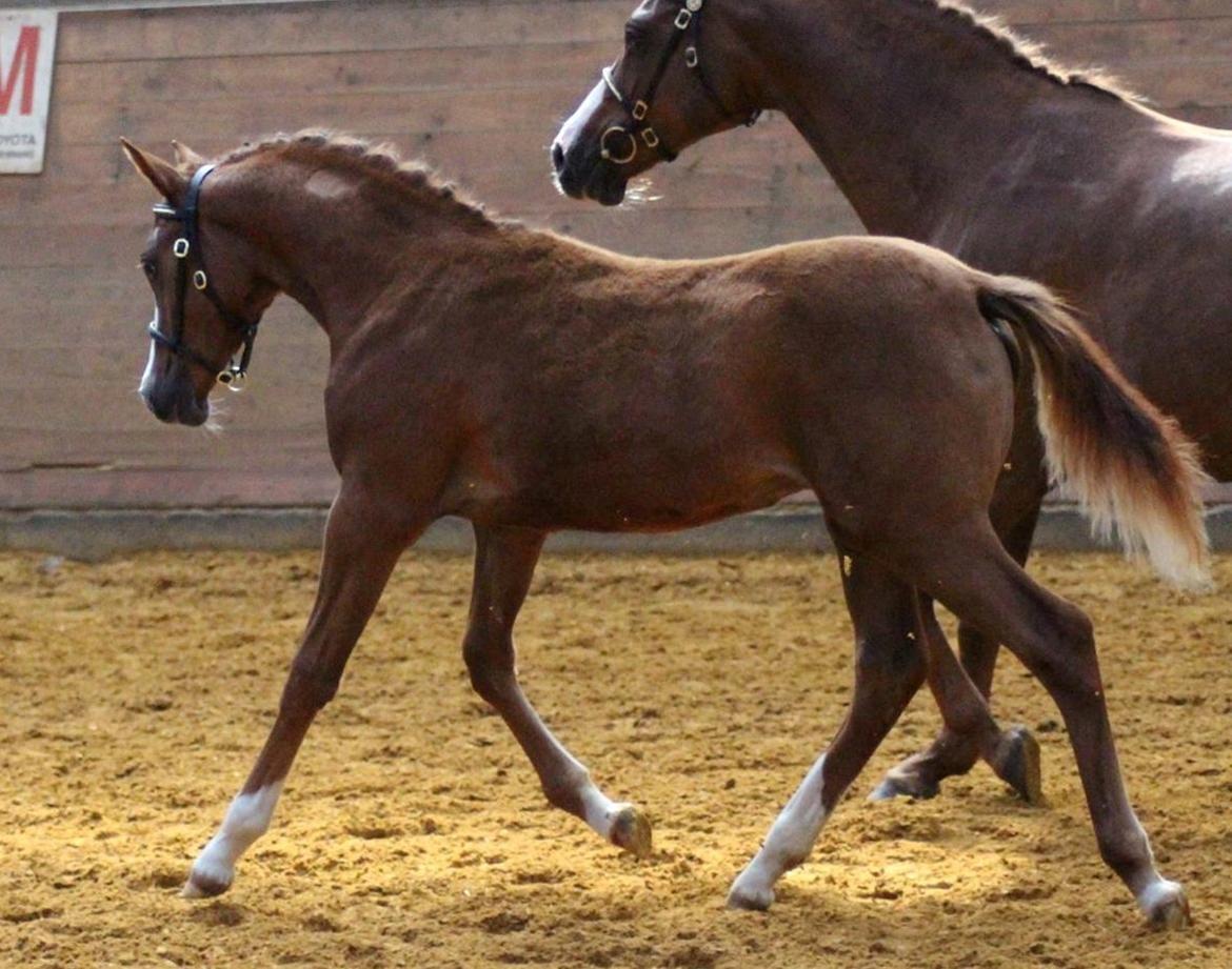 DSP Lykkebo Césanne billede 38