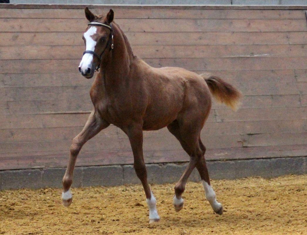 DSP Lykkebo Césanne billede 40