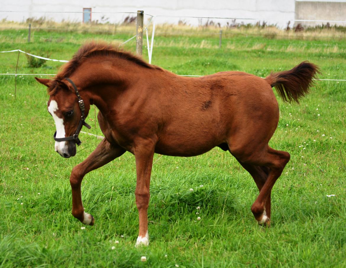 DSP Lykkebo Césanne billede 41