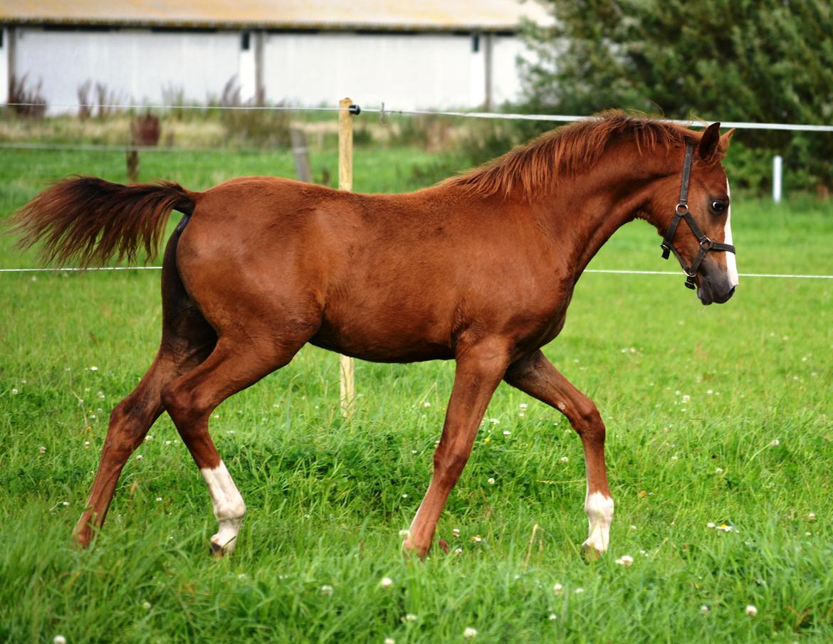 DSP Lykkebo Césanne billede 42