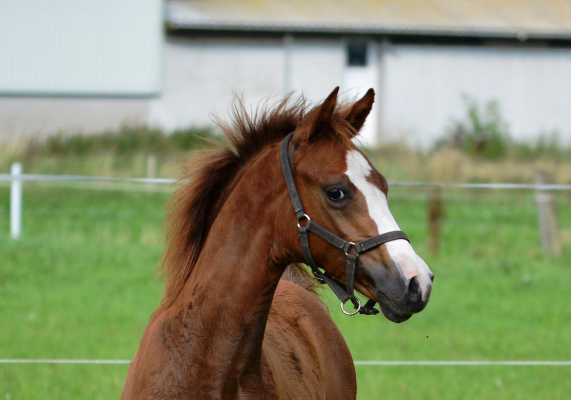 DSP Lykkebo Césanne billede 43