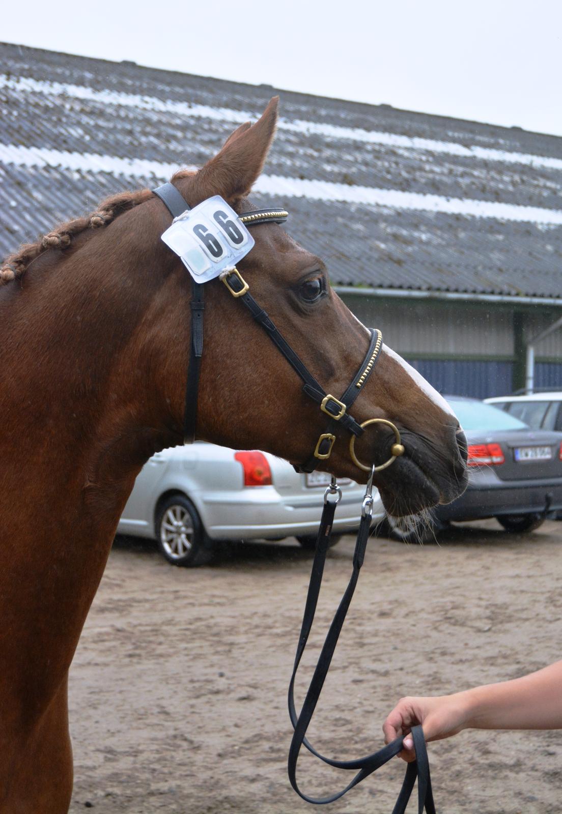 DSP Beverly EBSDH 224 billede 9