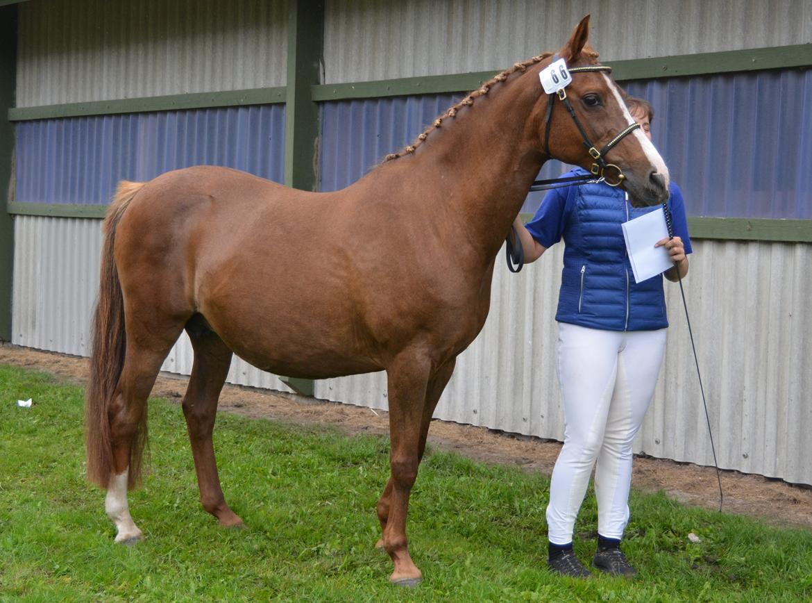 DSP Beverly EBSDH 224 billede 12