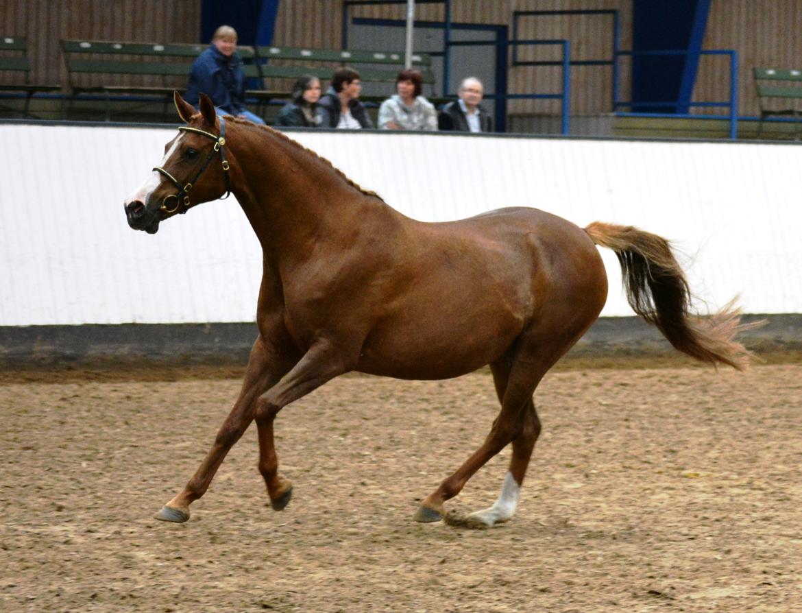 DSP Beverly EBSDH 224 billede 10