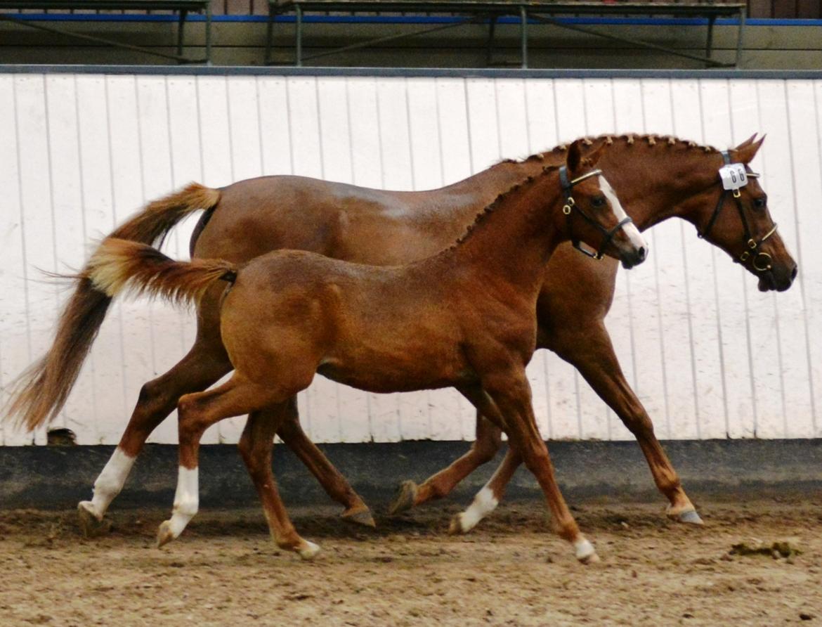 DSP Beverly EBSDH 224 billede 11