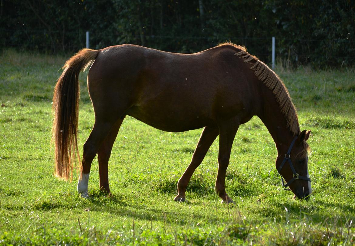 DSP Beverly EBSDH 224 billede 13