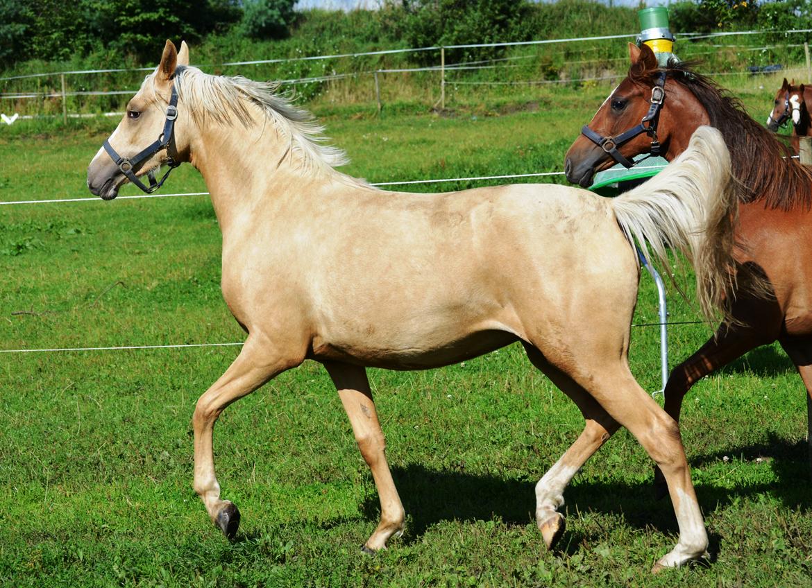 DSP Lykkebo Cayla billede 39