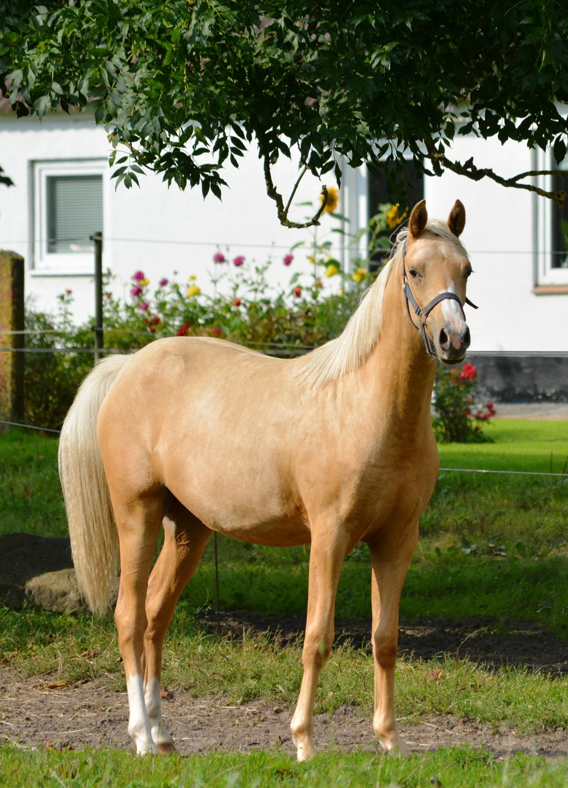 DSP Lykkebo Cayla billede 42