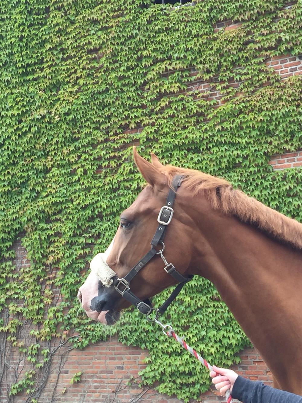 Dansk Varmblod Højvejs Madonna billede 15