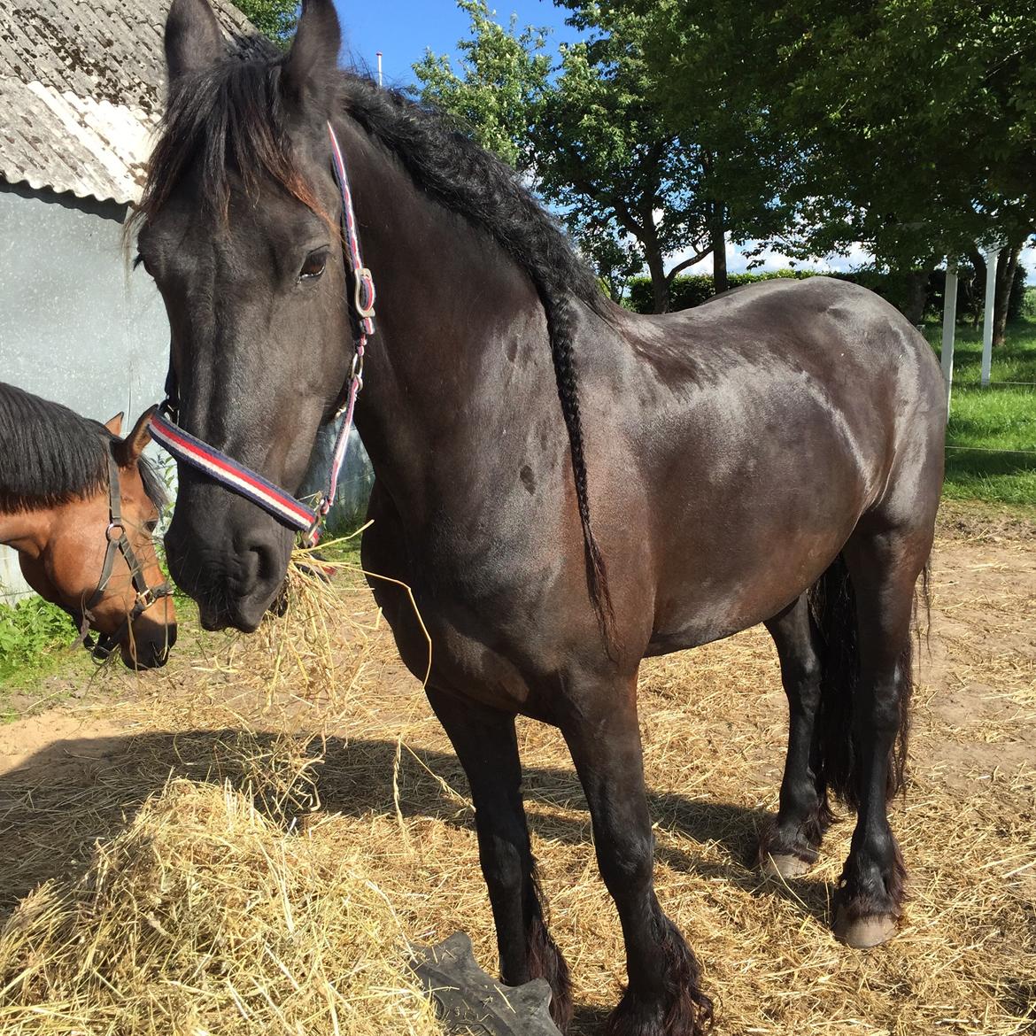 Frieser Liesbeth fan Hylpen billede 5