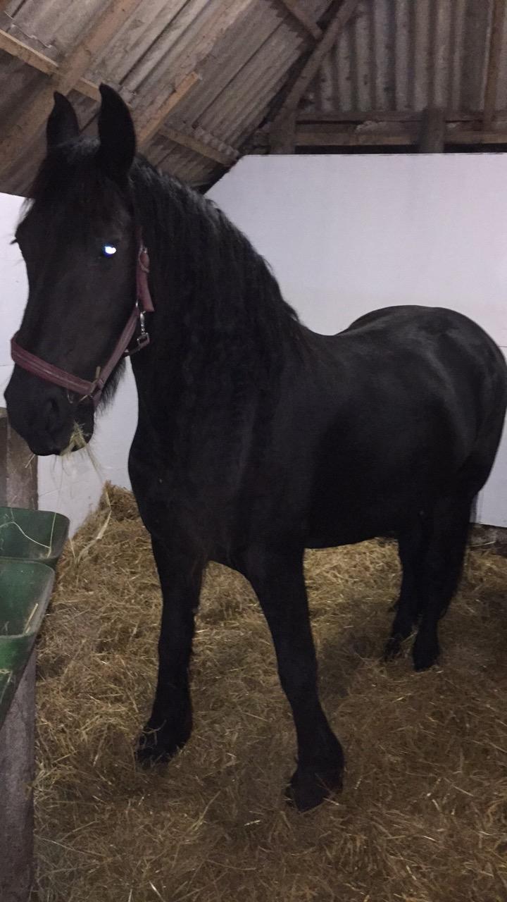 Frieser Liesbeth fan Hylpen billede 8