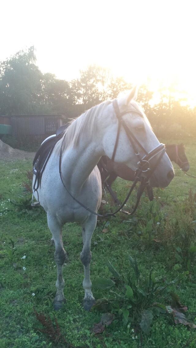 Polsk Varmblod Holli billede 14