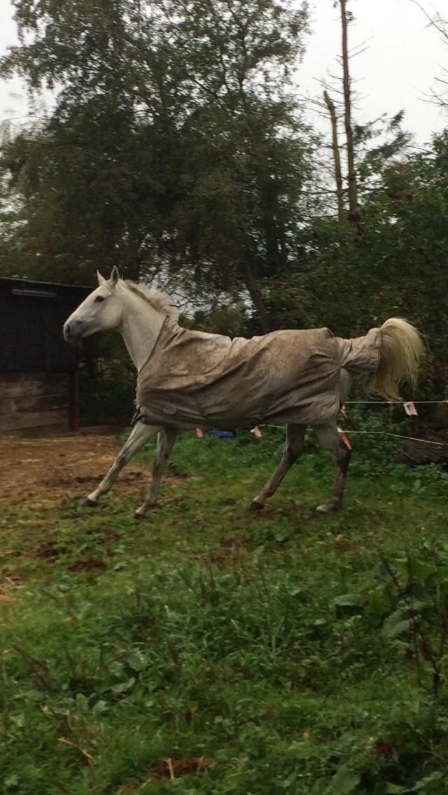 Polsk Varmblod Holli billede 1