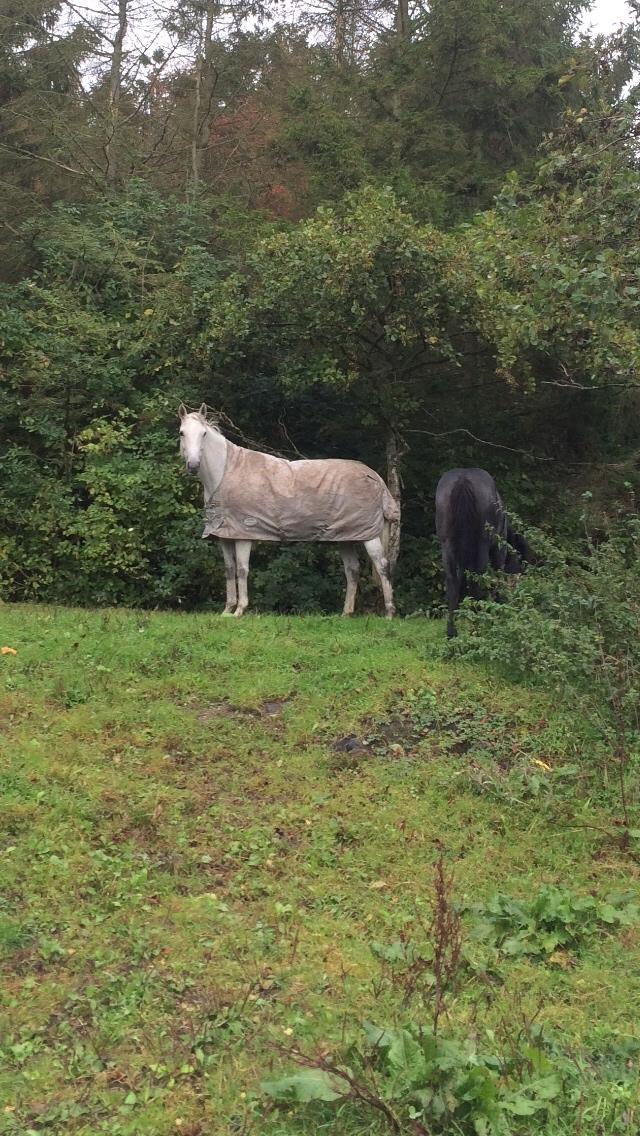 Polsk Varmblod Holli billede 15