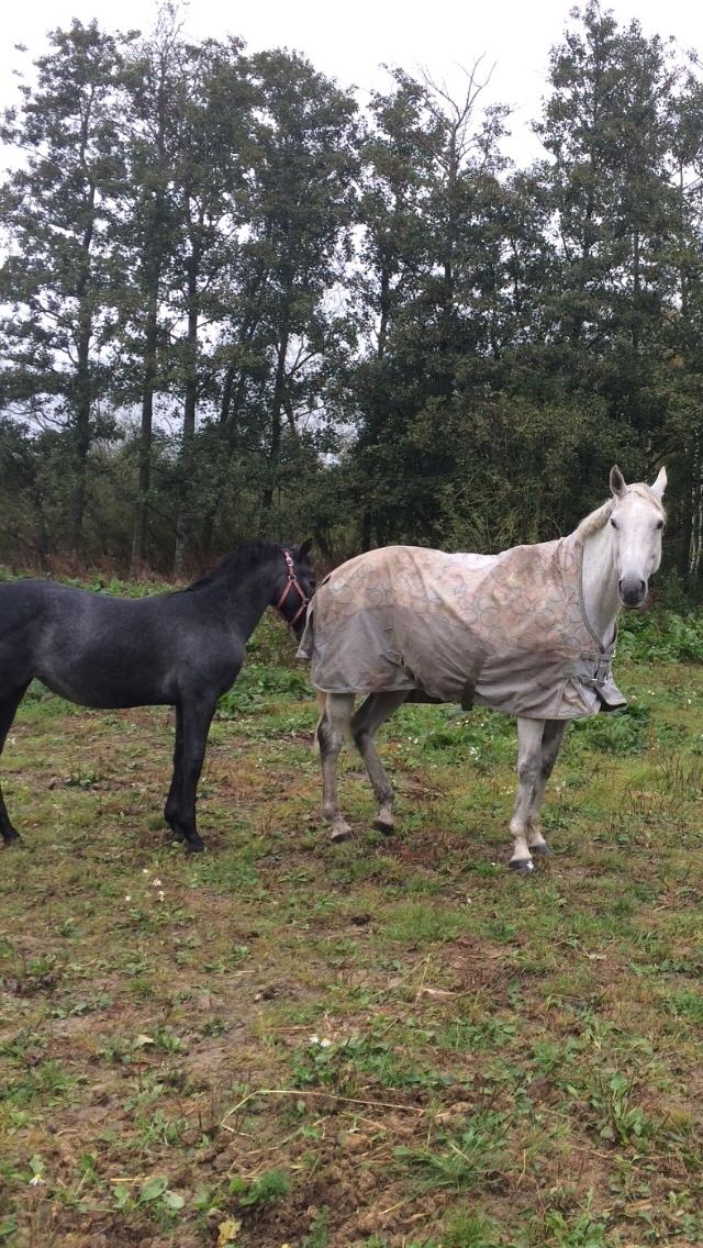 Polsk Varmblod Holli billede 16