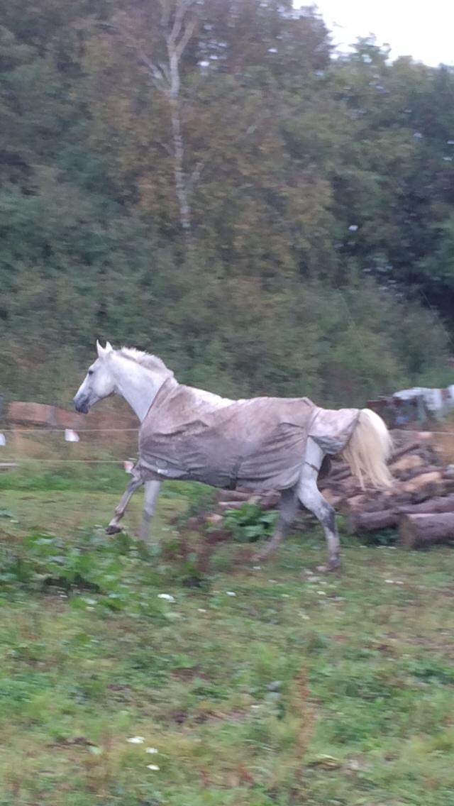 Polsk Varmblod Holli billede 17