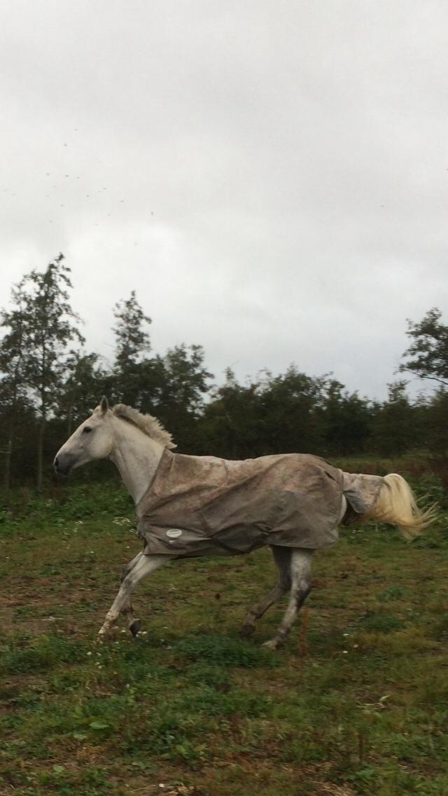 Polsk Varmblod Holli billede 20