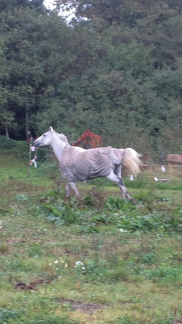 Polsk Varmblod Holli billede 18