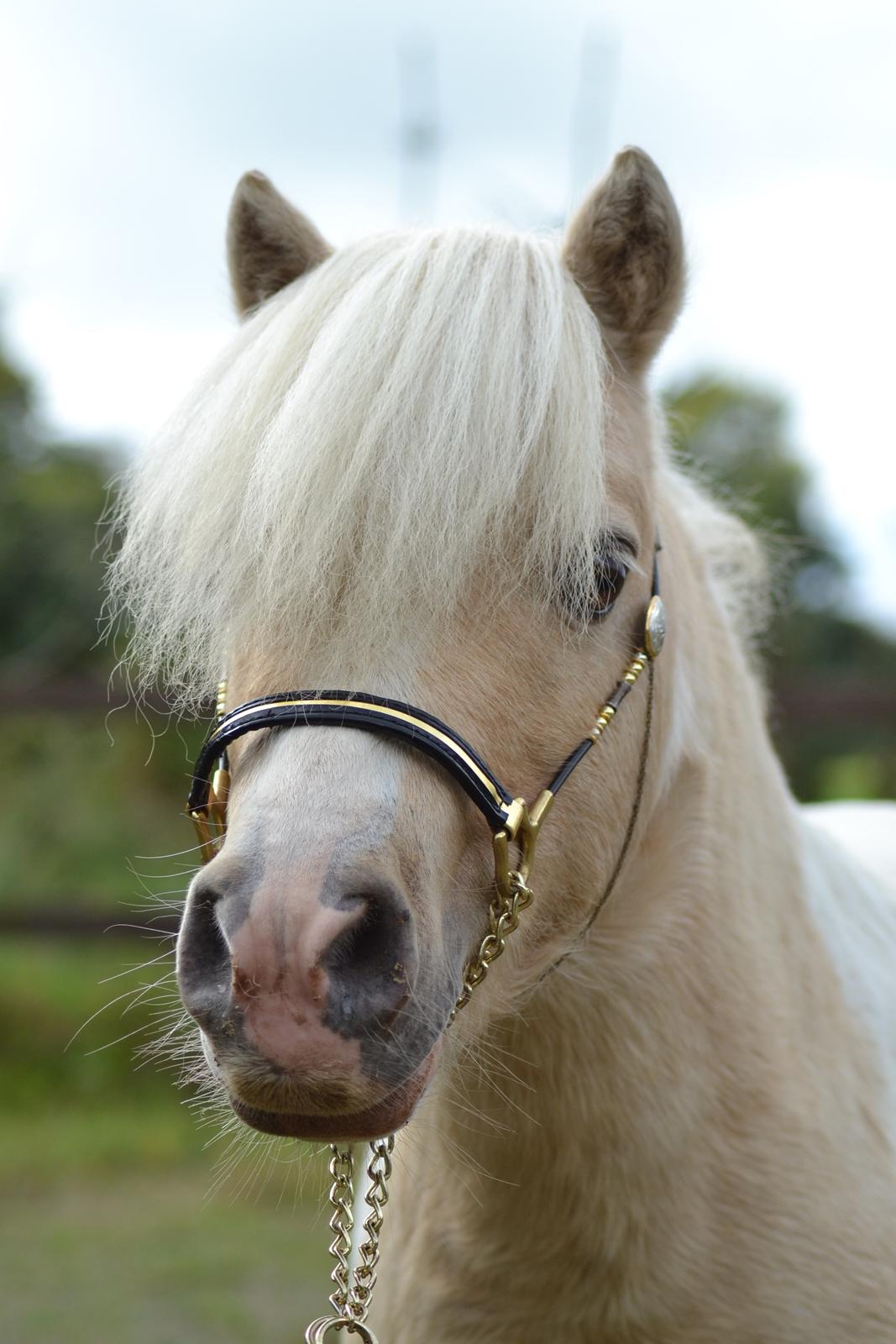 Amerikansk Miniature Birchwood UK Remarkable Ranger - Så smuk <3 billede 3