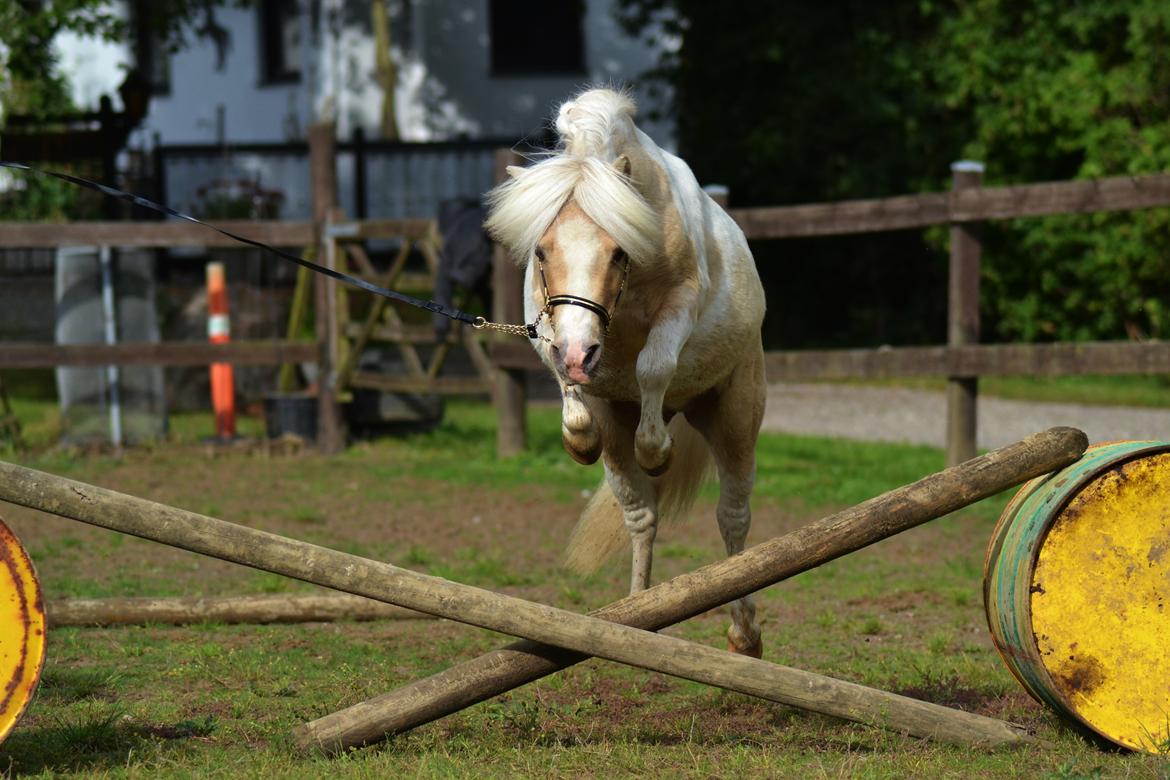 Amerikansk Miniature Birchwood UK Remarkable Ranger - hooopla <3 billede 14