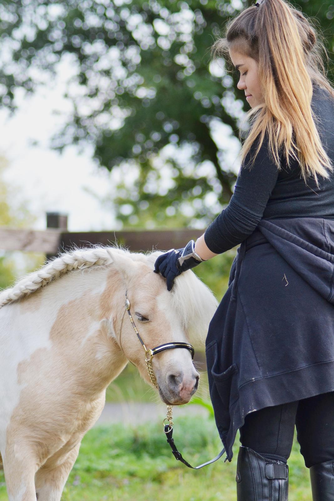 Amerikansk Miniature Birchwood UK Remarkable Ranger - <3 billede 20