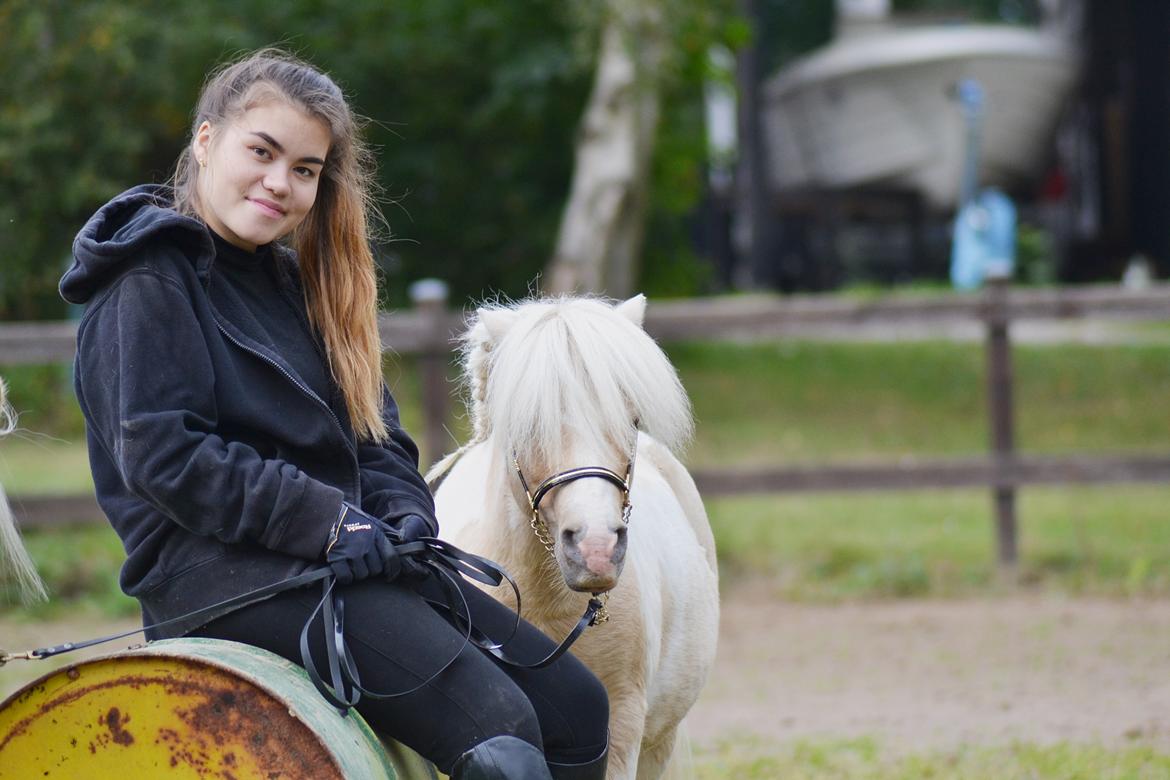 Amerikansk Miniature Birchwood UK Remarkable Ranger - <3 billede 11