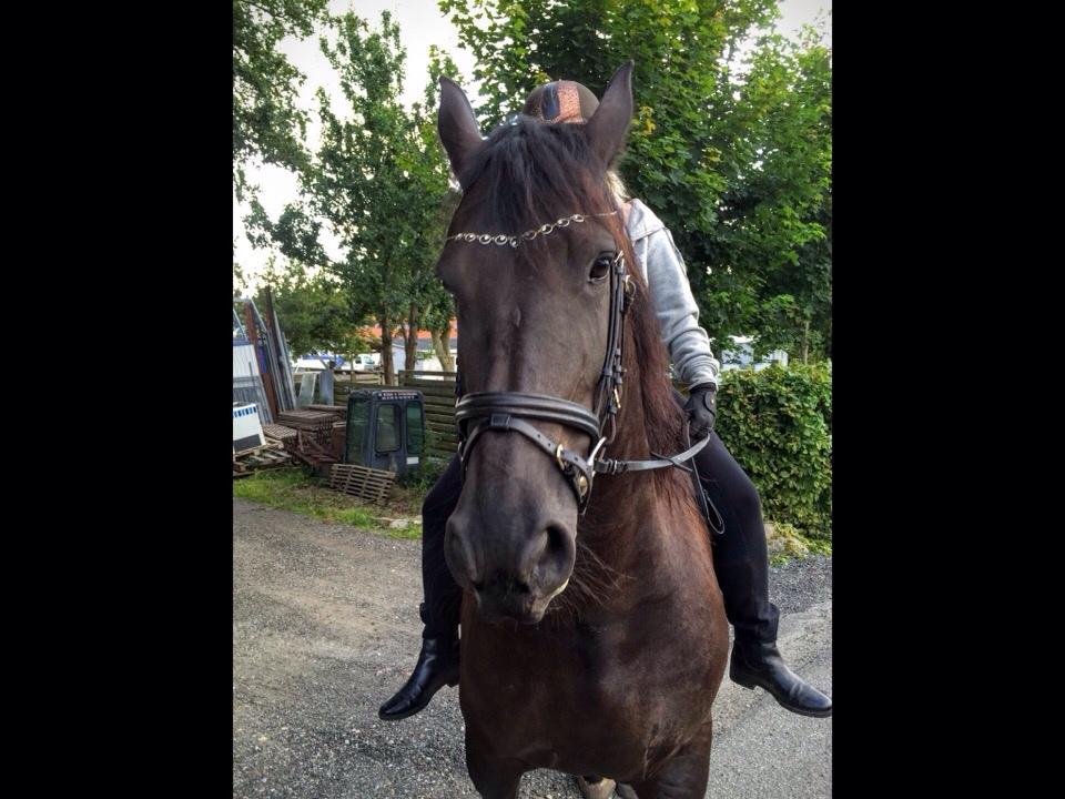 Barockpferd Zafir af Kashede billede 15