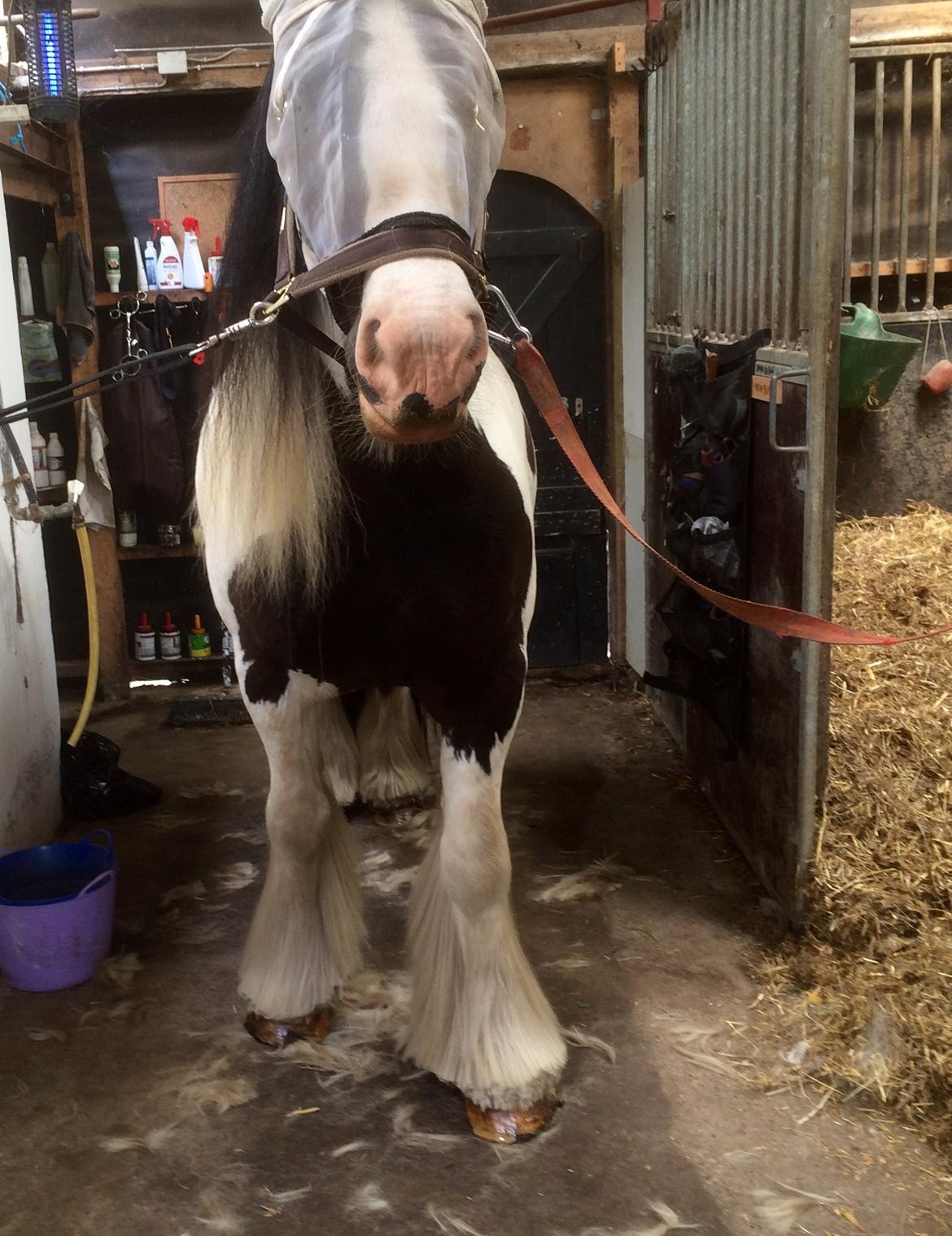 Irish Cob Romanys Cashel billede 7