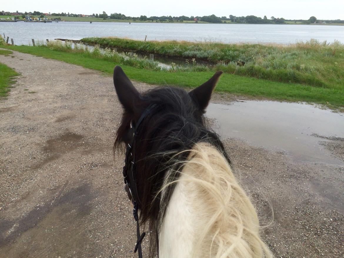 Irish Cob Romanys Cashel billede 8