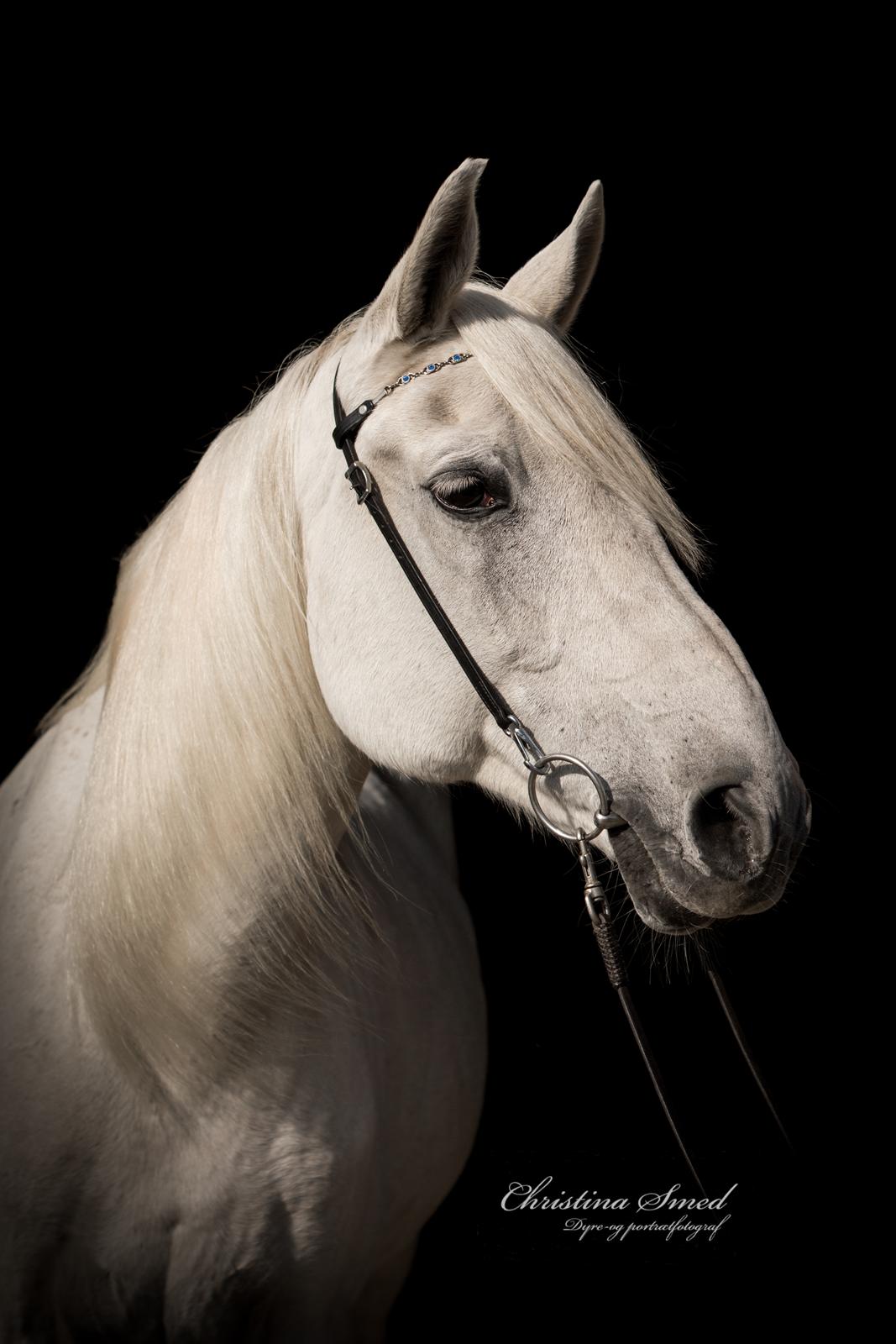 Anden særlig race Twenty - Fotograf Christina Smed billede 13