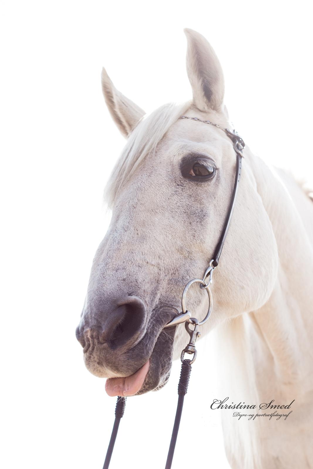 Anden særlig race Twenty - Fotograf Christina Smed billede 9