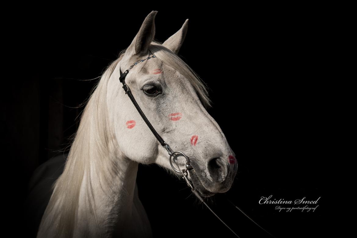 Anden særlig race Twenty - Fotograf Christina Smed billede 7